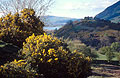 Gorse bushes in flower in spring sunshine in the English Lake District