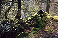 Sun shining through the trees onto moss covered rocks by the path in a wood in Borrowdale, in the English Lake District