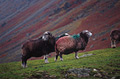 Herdwick sheep, the unique breed of the English Lake District, matching the autumn colours of the bracken in the background in Mickledon, off Great Langdale