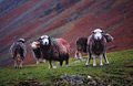 Herdwick sheep, the unique breed of the English Lake District, watching the camera in Mickledon, off Great Langdale, on a typically dull, wet autumn day