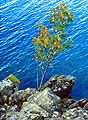 The autumn leaves of a sapling growing on the rocky shore of Ullswater, in the English Lake District, set against the vivid blue reflection of the sky in the waters