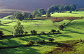 Long shadows from the trees in Coledale, to the west of Keswick, Cumbria, the English Lake District