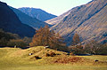 Strong spring sunshine on a group of trees in Borrowdale, in the English Lake District, with the bulk of Great Gable in the distance