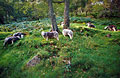 Herdwick sheep - the unique breed of the English Lake District - grazing under a tree near the shore of a lake