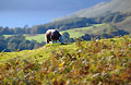 A lone Herdwick sheep grazing in autumn sunshine near Buttermere, in the English Lake District