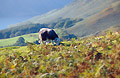 A lone Herdwick sheep grazing in autumn sunshine near Buttermere, in the English Lake District
