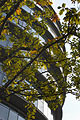 Dramatic shapes of City Hall, London, against the sky, with branches of a tree in the foreground. Building designed by Foster and Partners, and home to the GLA.