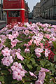 Close-up of pink flowers on a traffic island in London, England, with a red London bus in the background