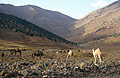 Camels grazing in the Ait Bougamez valley in the High Atlas mountains of Morocco
