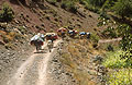 Heavily laden mules on a track in the Ait Bougemez valley in the High Atlas mountains in Morocco