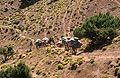 A heavily laden mule train climbs slowly up a track through the arid landscape in the High Atlas mountains of Morocco