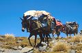 Heavily laden Berber mules against a strong blue sky in the High Atlas mountains of Morocco
