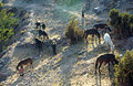 Mules grazing in the High Atlas mountains of Morocco, and being cared for by their Berber muleteers; a small child looks on
