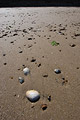 A pattern of stones and sea shells on a flat wet sandy shore on the English coast, against the light