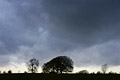 Ominous storm clouds gathering in a big sky over isolated bare trees on the bright skyline