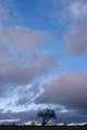 Stormy grey clouds clearing to show a blue sky, with a single bare tree on the skyline