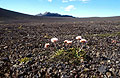 Wild flower struggling to survive in the barren landscape near Laufafell, southern Iceland
