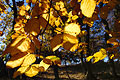 Golden leaves in an English wood caught by autumn sun