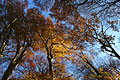 Dramatic view to a blue sky looking straight up through high golden leaves at the top of tall trees in an English woodland in warm autumn sun