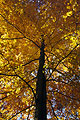 Looking up a tall slender treetrunk to a golden canopy of autumn leaves