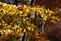 Golden leaves caught by autumn sun in an English wood