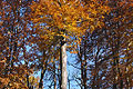Golden-orange leaves at the top of a slender silver grey tree trunk in an English woodland in autumn sunshine