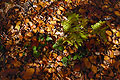 A few green bramble leaves growing through a carpet of fallen leaves on the ground in dappled autumn sunshine in an English wood