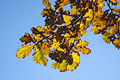 Looking up at greeny-gold oak leaves in autumn against a blue sky, in medium close-up