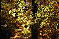 Last remaining green leaves against an out of focus autumn background in a wood