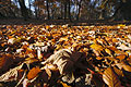 Ground level close-up of sunlit fallen autumn leaves, with trees of an English wood in the background