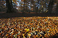 Sunlit autumn leaves cover the ground in a clearing in an English wood, with trees in shadow in the background