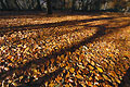Shadows fall across a sunlit carpet of autumn leaves on the ground of a clearing in an English wood