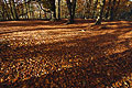 Shadows fall across a sunlit carpet of autumn leaves on the ground of a clearing in an English wood, with trees in the background