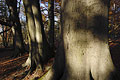 The base of big old tree trunks in dappled autumn sunshine in an English woodland