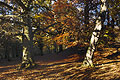 Old trees in autumn in a woodland clearing