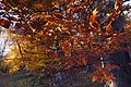 Deep orange autumn leaves seen against the light