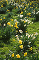 Clusters of yellow and yellow/white daffodils in the green lawn of a sunny English garden in springtime