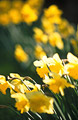 Back-lit yellow daffodils in springtime, medium close-up. Soft focus flower heads in the background.